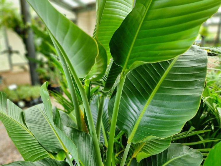 Cây thiên điểu trắng khổng lồ trồng trong nhà