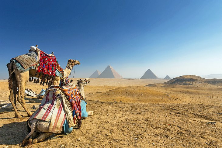 Lạc đà trước Kim tự tháp Giza
