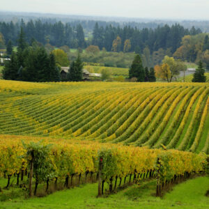 Willamette Valley vineyard under blue sky, Oregon, USA
