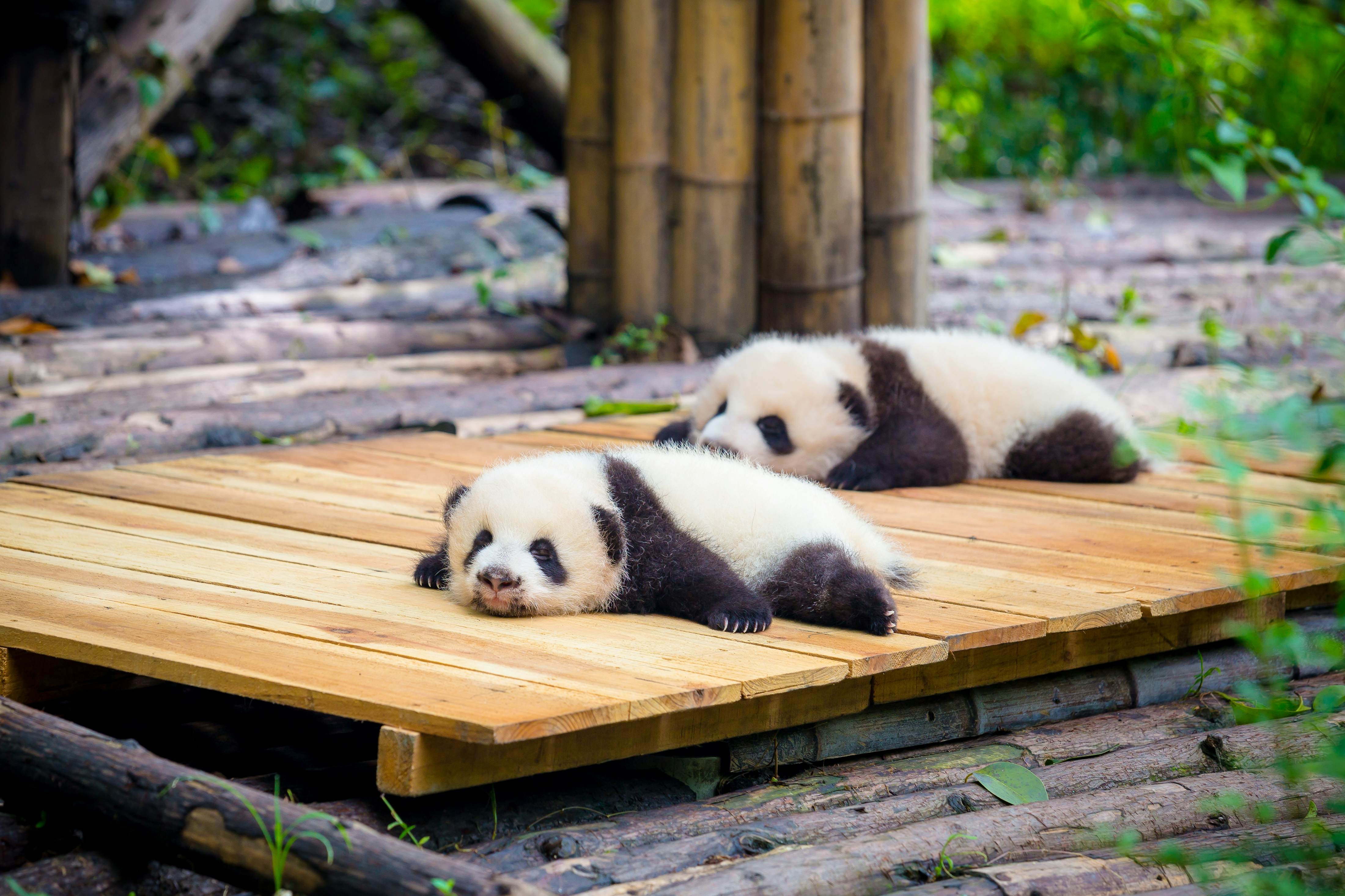 Gấu trúc ở Thành Đô