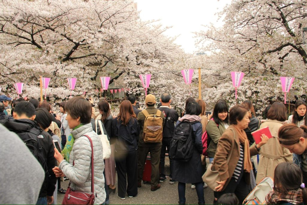 Du khách ngắm hoa anh đào ở Tokyo