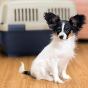 Một chú chó Papillon ngồi trong nhà với một chiếc lồng vận chuyển phía sau