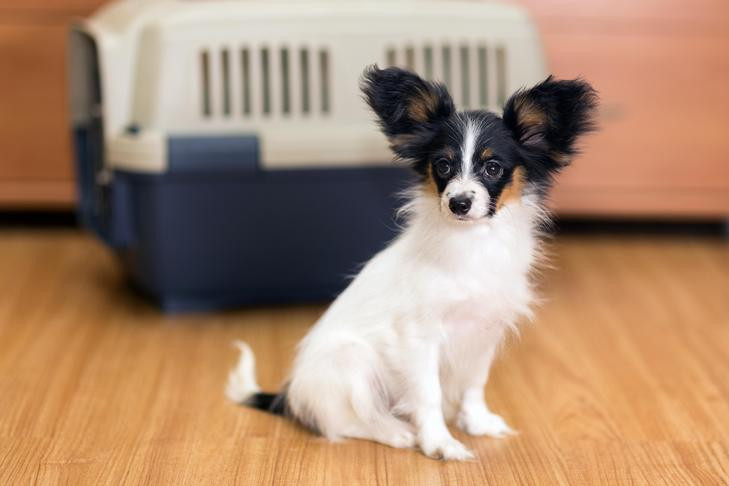 Một chú chó Papillon ngồi trong nhà với một chiếc lồng vận chuyển phía sau
