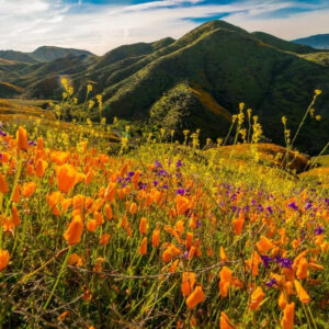 Khu bảo tồn hoa anh túc Antelope Valley California rực rỡ sắc màu