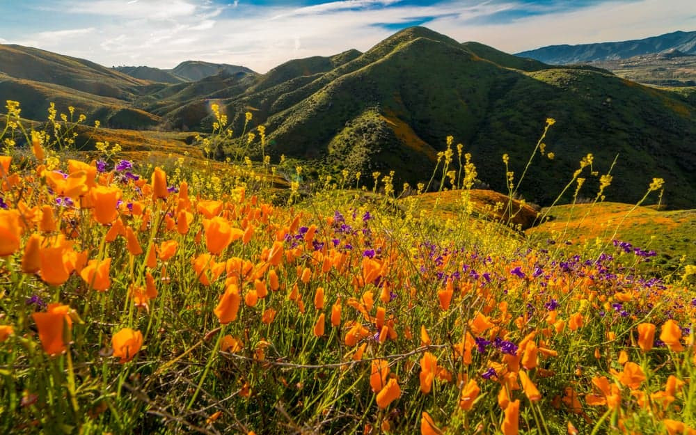 Khu bảo tồn hoa anh túc Antelope Valley California rực rỡ sắc màu