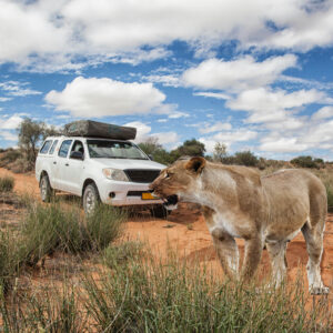 Xe 4x4 băng qua đường đất ở Kalahari Desert