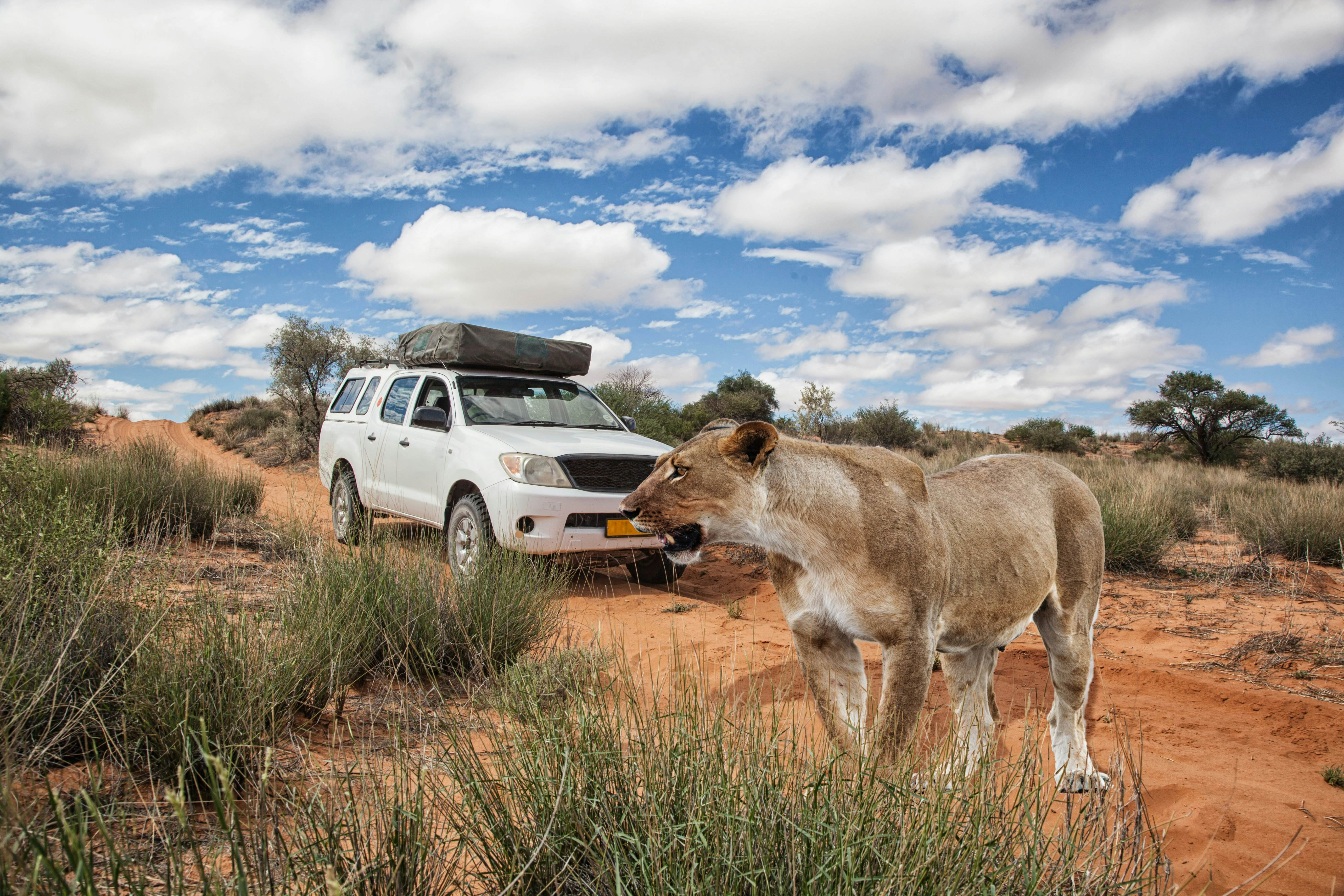 Xe 4x4 băng qua đường đất ở Kalahari Desert