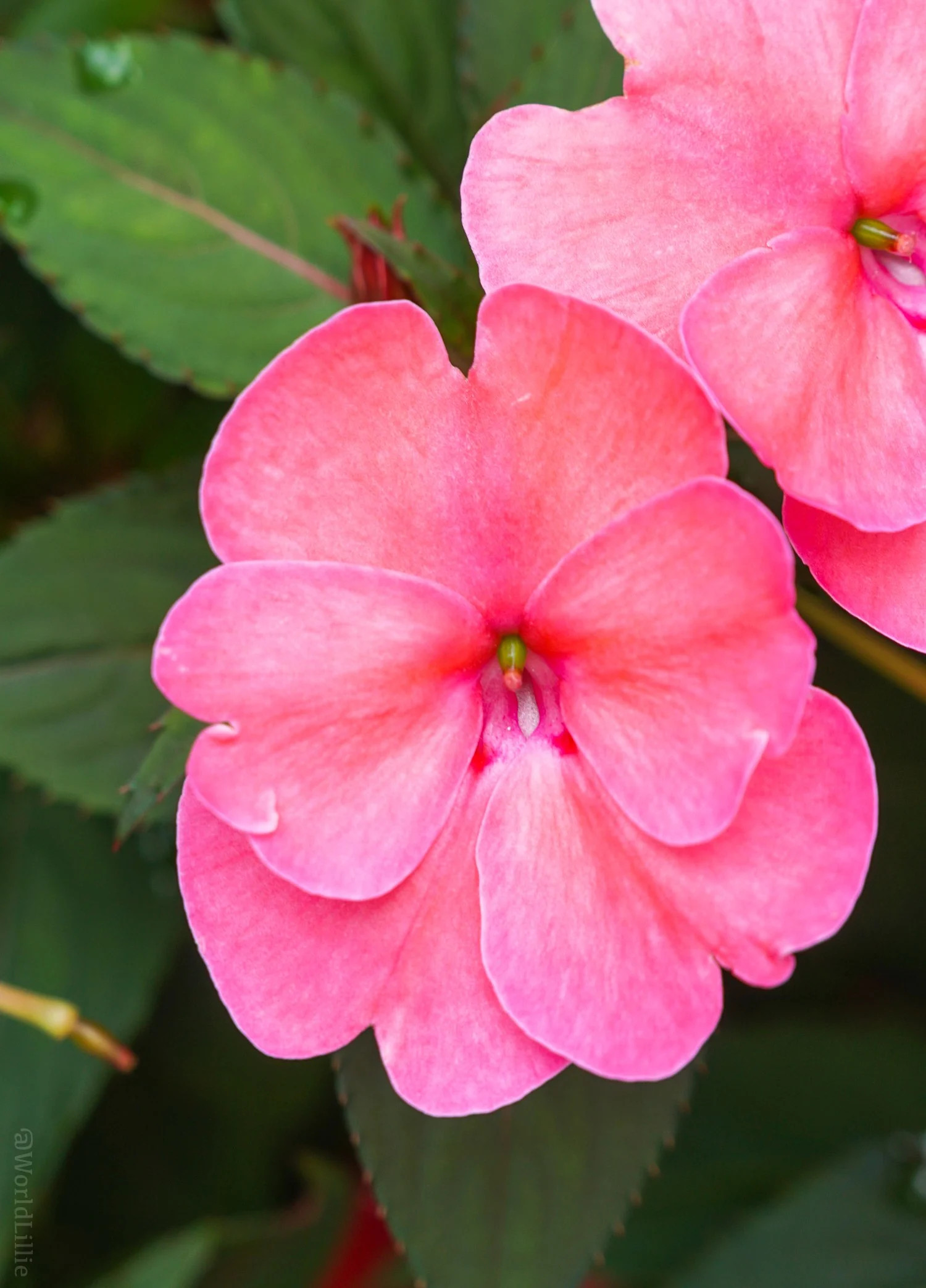 Pretty pink flower