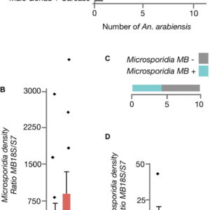 Microsporidia MB trong ruột muỗi Anopheles
