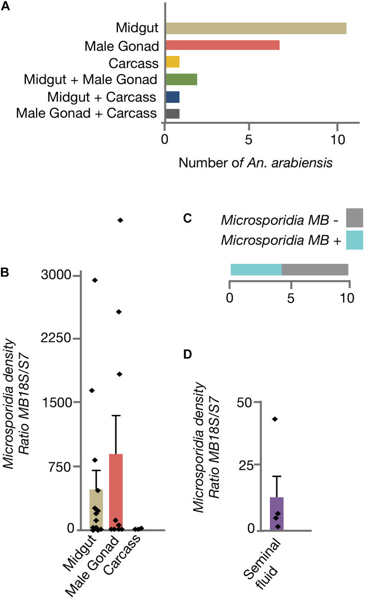 Microsporidia MB trong ruột muỗi Anopheles