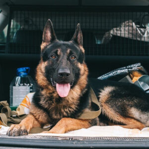 Chó German Shepherd ngồi ở phía sau xe ô tô, sẵn sàng cho chuyến đi.