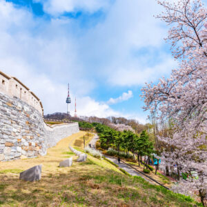 Hoa anh đào nở rộ tại công viên Yeouido, Seoul