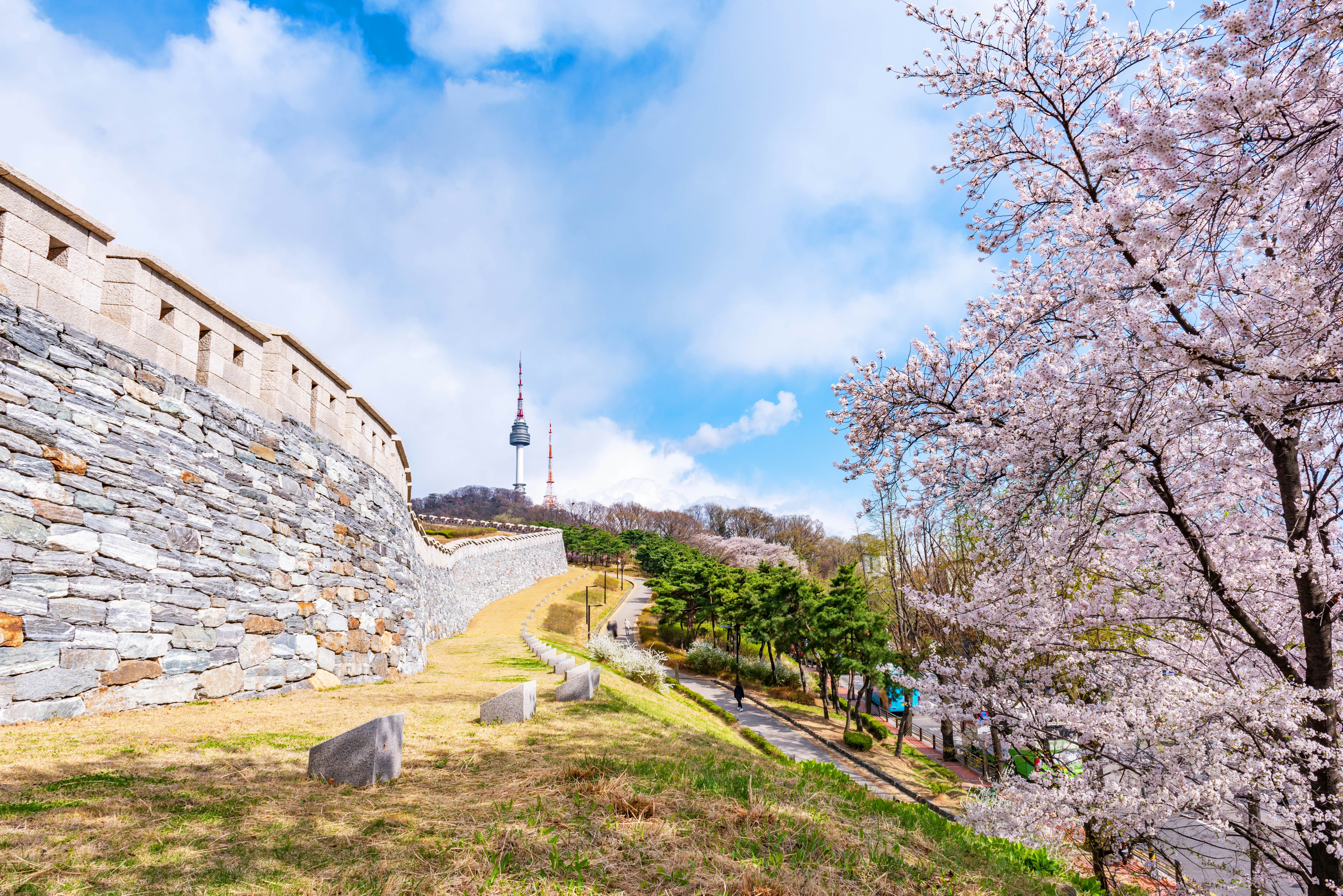 Hoa anh đào nở rộ tại công viên Yeouido, Seoul