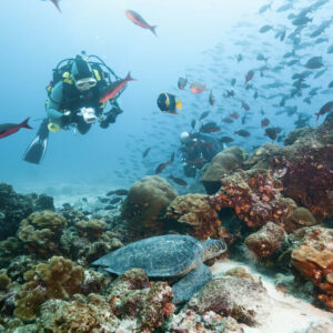 Du khách lặn biển ngắm rùa biển xanh ở quần đảo Galapagos