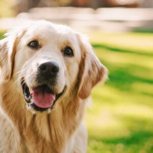 Golden Retriever thân thiện