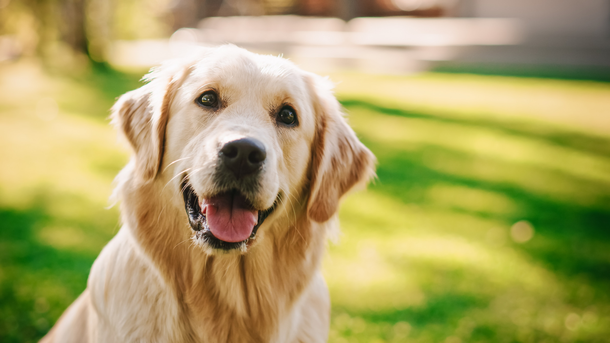 Golden Retriever thân thiện