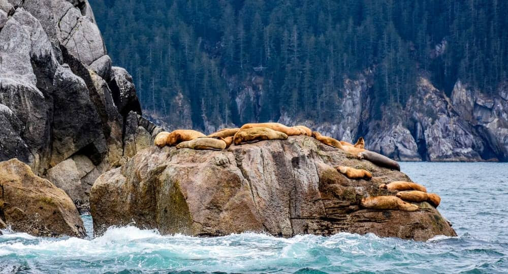 Những tảng băng trôi kỳ vĩ và đàn hải cẩu đáng yêu ở Kenai Fjords, Alaska