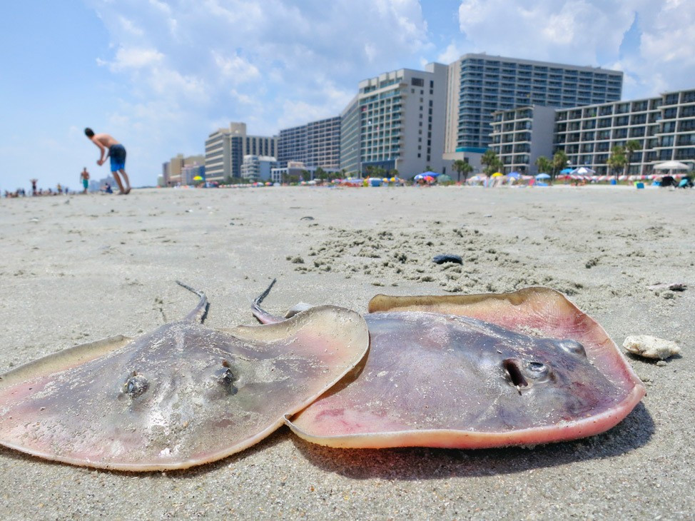 Bãi biển Myrtle Beach với bờ cát trải dài và không khí vui tươi