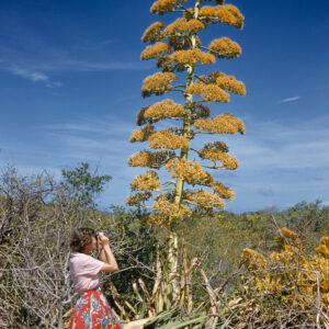 Khách du lịch chụp ảnh một cây thế kỷ cao chót vót, một thành viên của loài Agave, ở St. Thomas, Quần đảo Virgin thuộc Hoa Kỳ, năm 1956