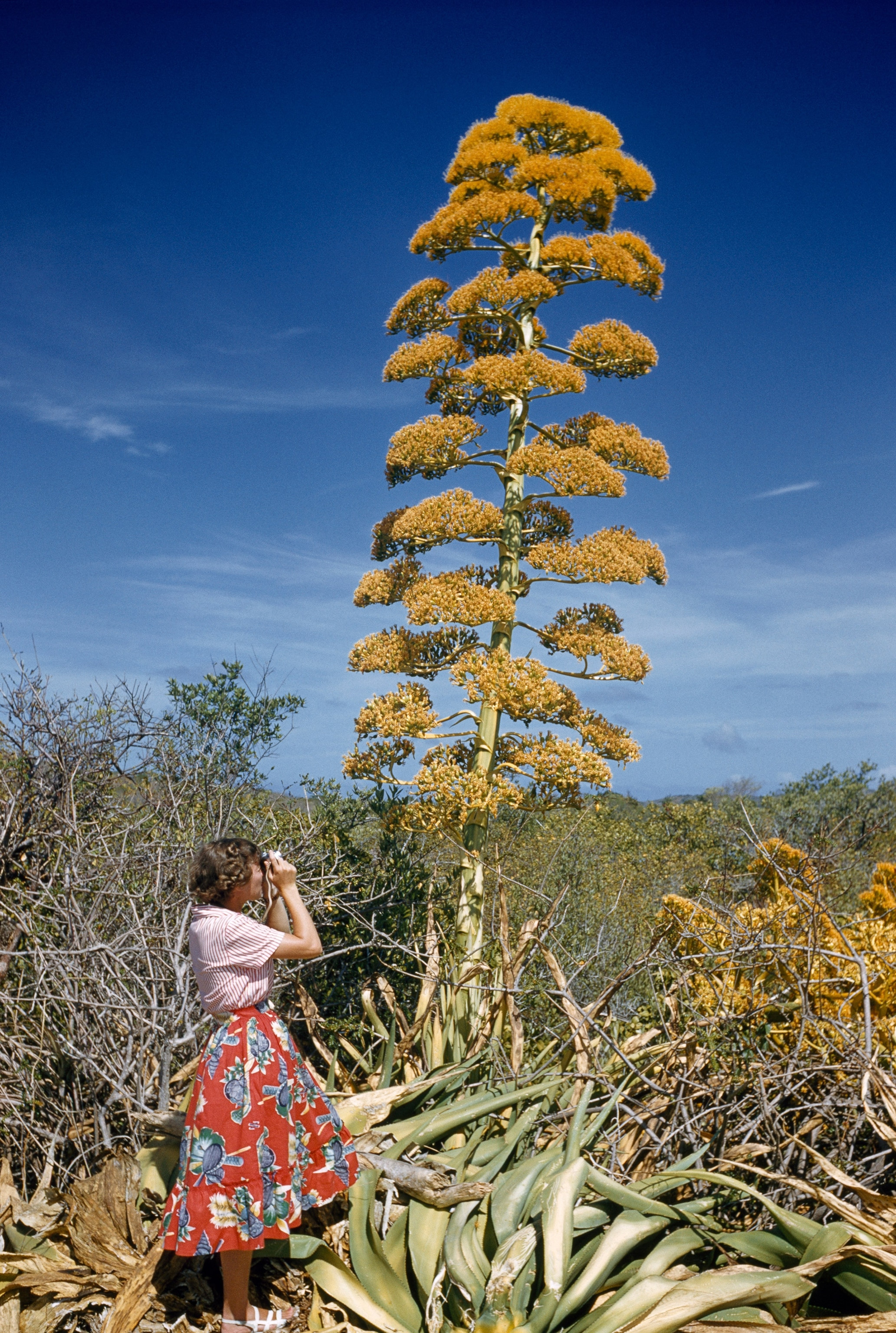 Khách du lịch chụp ảnh một cây thế kỷ cao chót vót, một thành viên của loài Agave, ở St. Thomas, Quần đảo Virgin thuộc Hoa Kỳ, năm 1956