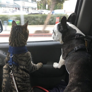 Finn, một chú mèo mướp, và Cooper, một chú chó sục Boston, đang đeo dây xích nhìn ra ngoài cửa sổ xe. Trông chúng có vẻ thư giãn và tò mò.