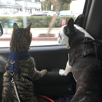 Finn, một chú mèo mướp, và Cooper, một chú chó sục Boston, đang đeo dây xích nhìn ra ngoài cửa sổ xe. Trông chúng có vẻ thư giãn và tò mò.