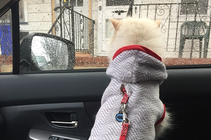 Cosmo, một chú mèo lông trắng dài, đang nhìn ra ngoài cửa sổ xe ở hiên nhà của một ngôi nhà màu trắng.