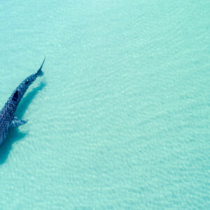 Cá mập voi (rhincodon typus), loài cá lớn nhất đại dương, được nhìn từ trên cao ở vùng biển ngoài khơi La Pas, Baja California Sur