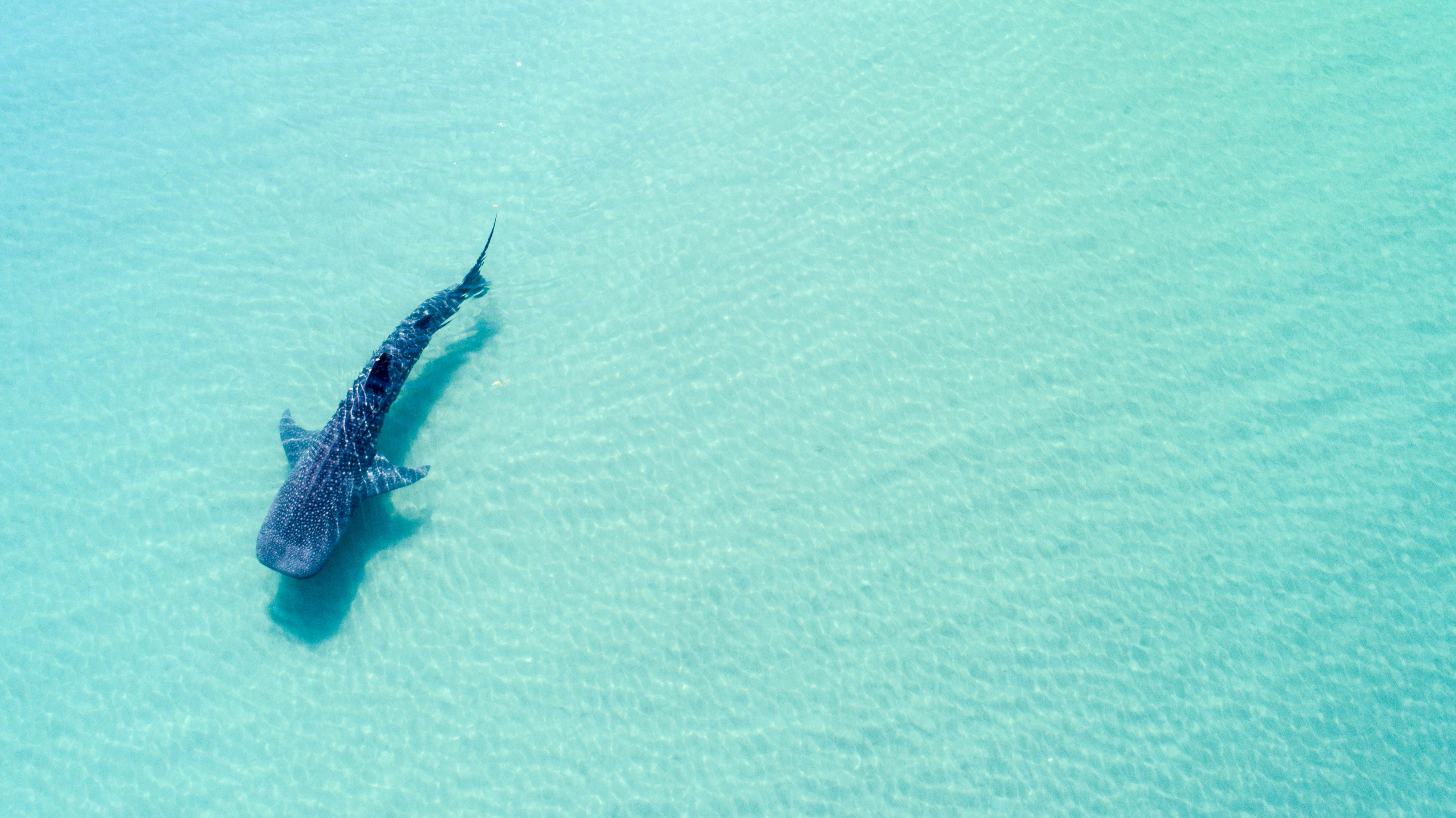 Cá mập voi (rhincodon typus), loài cá lớn nhất đại dương, được nhìn từ trên cao ở vùng biển ngoài khơi La Pas, Baja California Sur