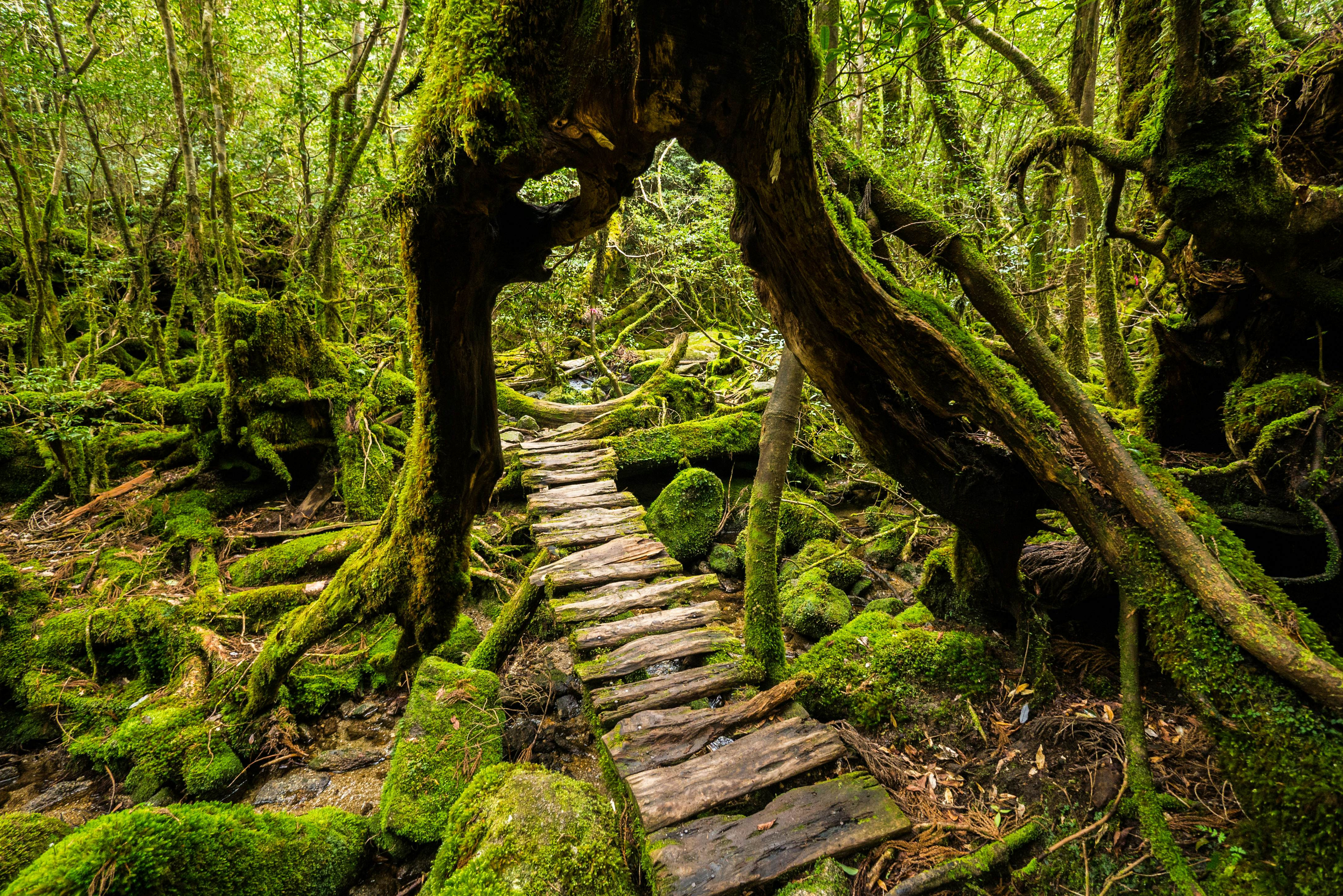 Một lối đi bộ trong rừng trên đảo Yakushima đi xuyên qua thân của một cây tuyết tùng khổng lồ.