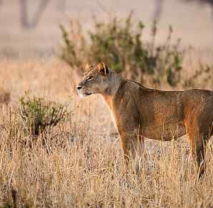 Linh dương đầu bò di cư ở Serengeti, Tanzania.