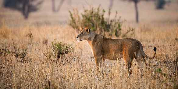 Linh dương đầu bò di cư ở Serengeti, Tanzania.