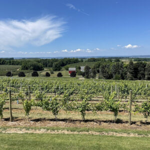 Vườn nho xanh mướt tại Traverse City, Michigan