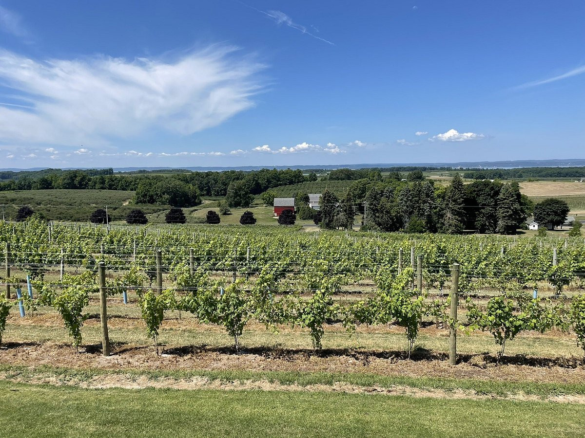 Vườn nho xanh mướt tại Traverse City, Michigan