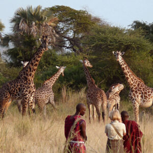 Safari ở Tanzania
