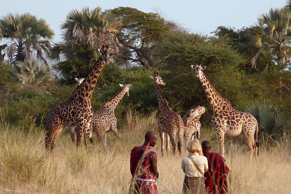 Safari ở Tanzania